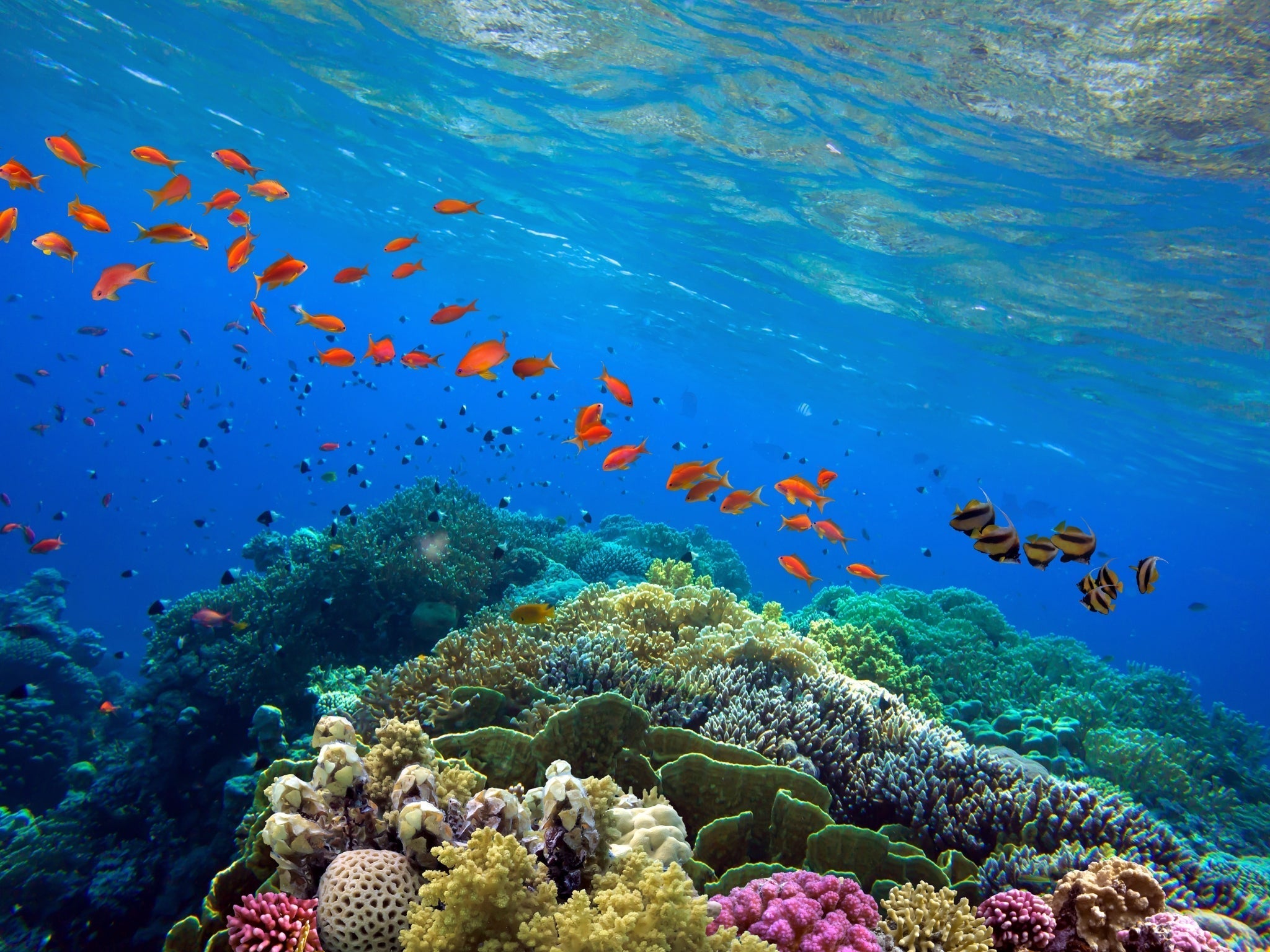 Tudo sobre colágeno marinho e seus benefícios