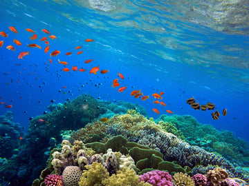 Tudo sobre colágeno marinho e seus benefícios