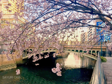 Flor de Sakura: um dos símbolos mais conhecidos do Japão